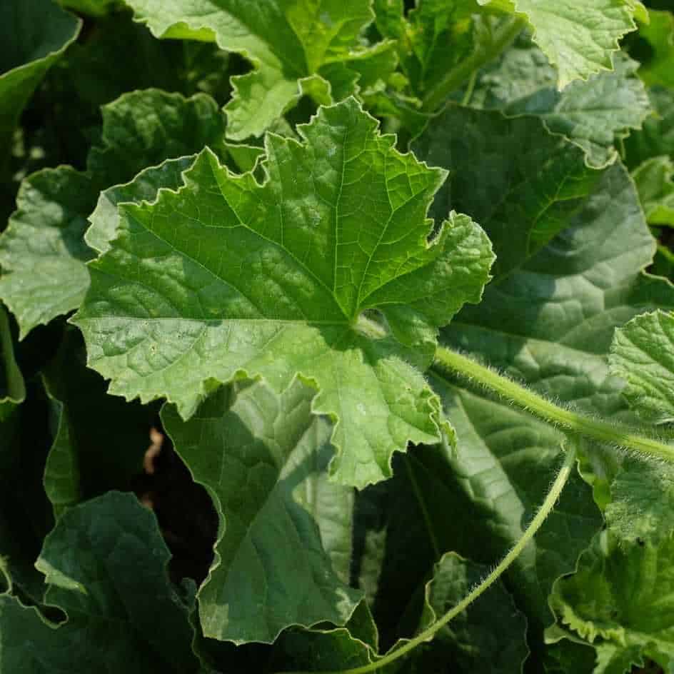 la-bo-te-graines-melon-piel-de-sapo-bio-graines-potager-de-garde image 4