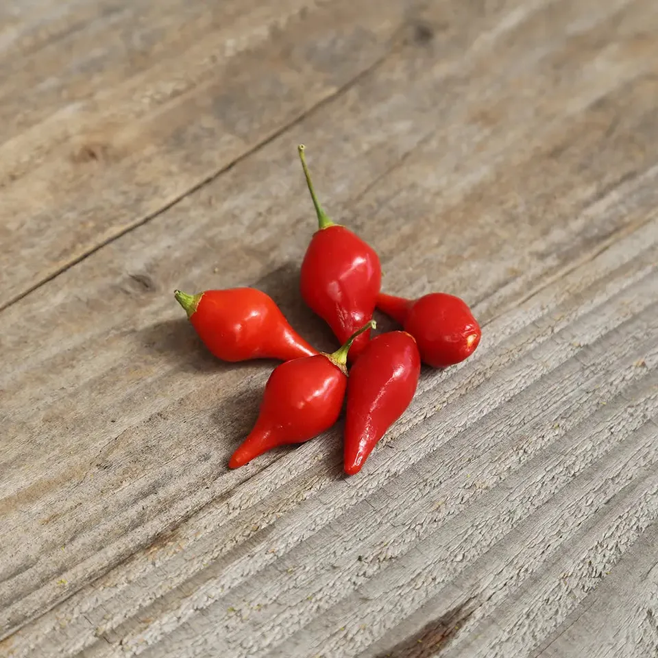 ferme-de-sainte-marthe-petit-bec-biquinho-graines-piment-fruit-pot image 1