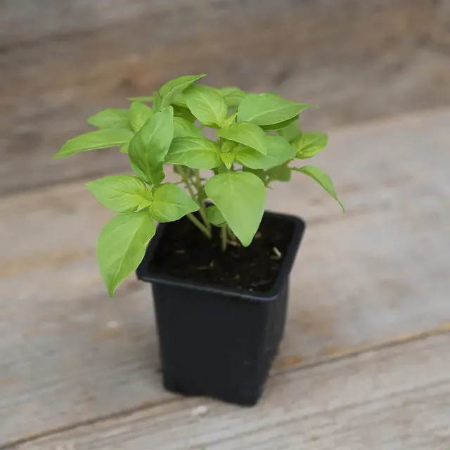 ferme-de-sainte-marthe-basilic-citron-vert-plant-bio-potager image 1