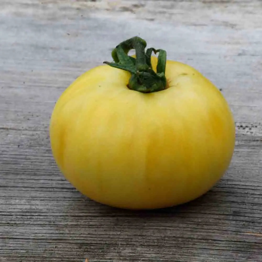 ferme-de-sainte-marthe-tomate-beaut-blanche-graines-potag-res-ancienne image 1