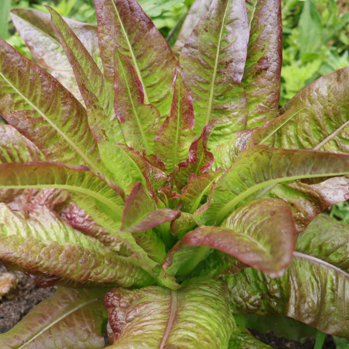 les-semences-de-l-ombelle-laitue-romaine-oreille-du-diable-bio image 1