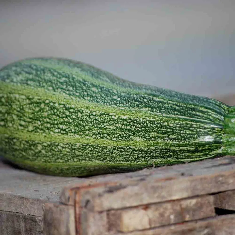 ferme-de-sainte-marthe-courgette-grisette-provence-graines-bio image 1