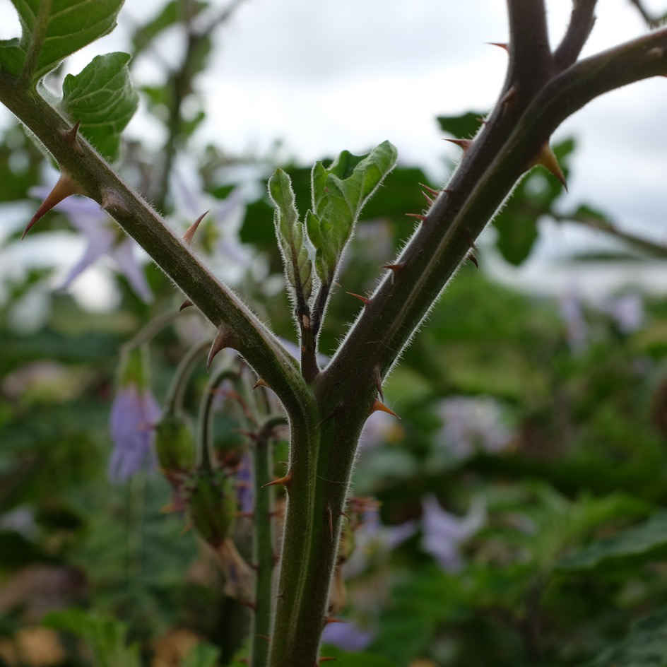 la-bo-te-graines-morelle-de-balbis-bio-graines-l-gumes image 5