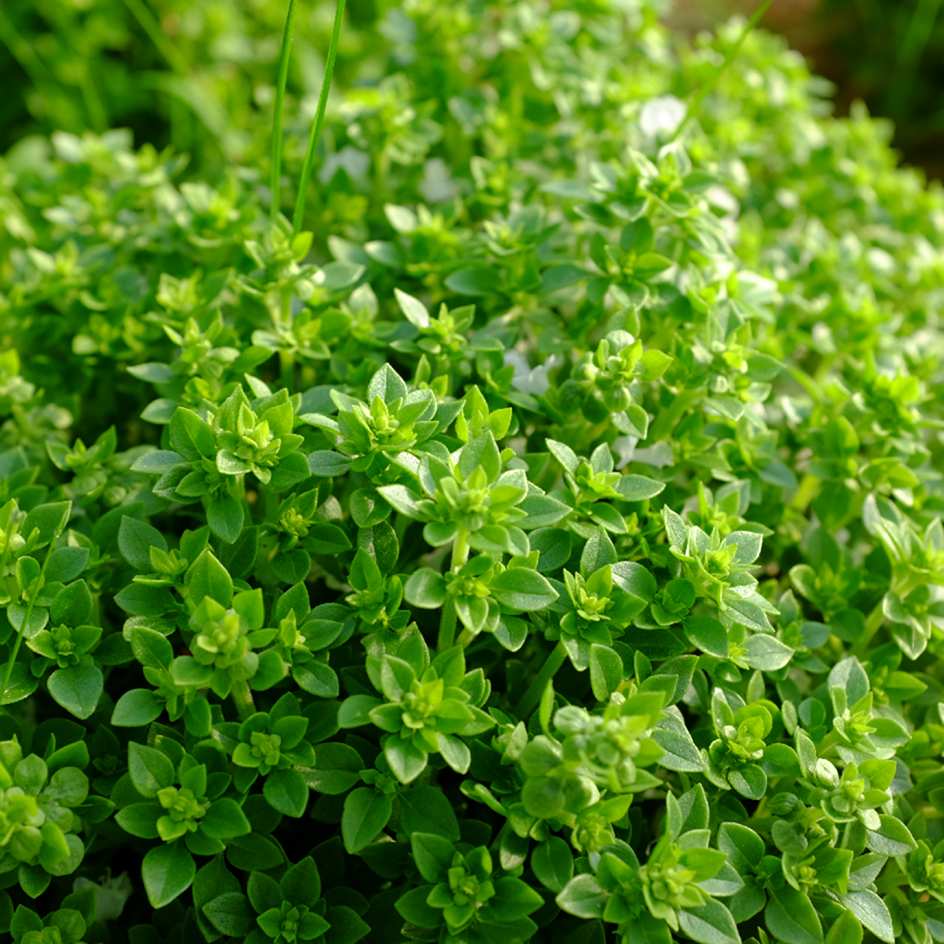 la-bo-te-graines-basilic-aristotle-graines-aromatiques-bio-pot image 4