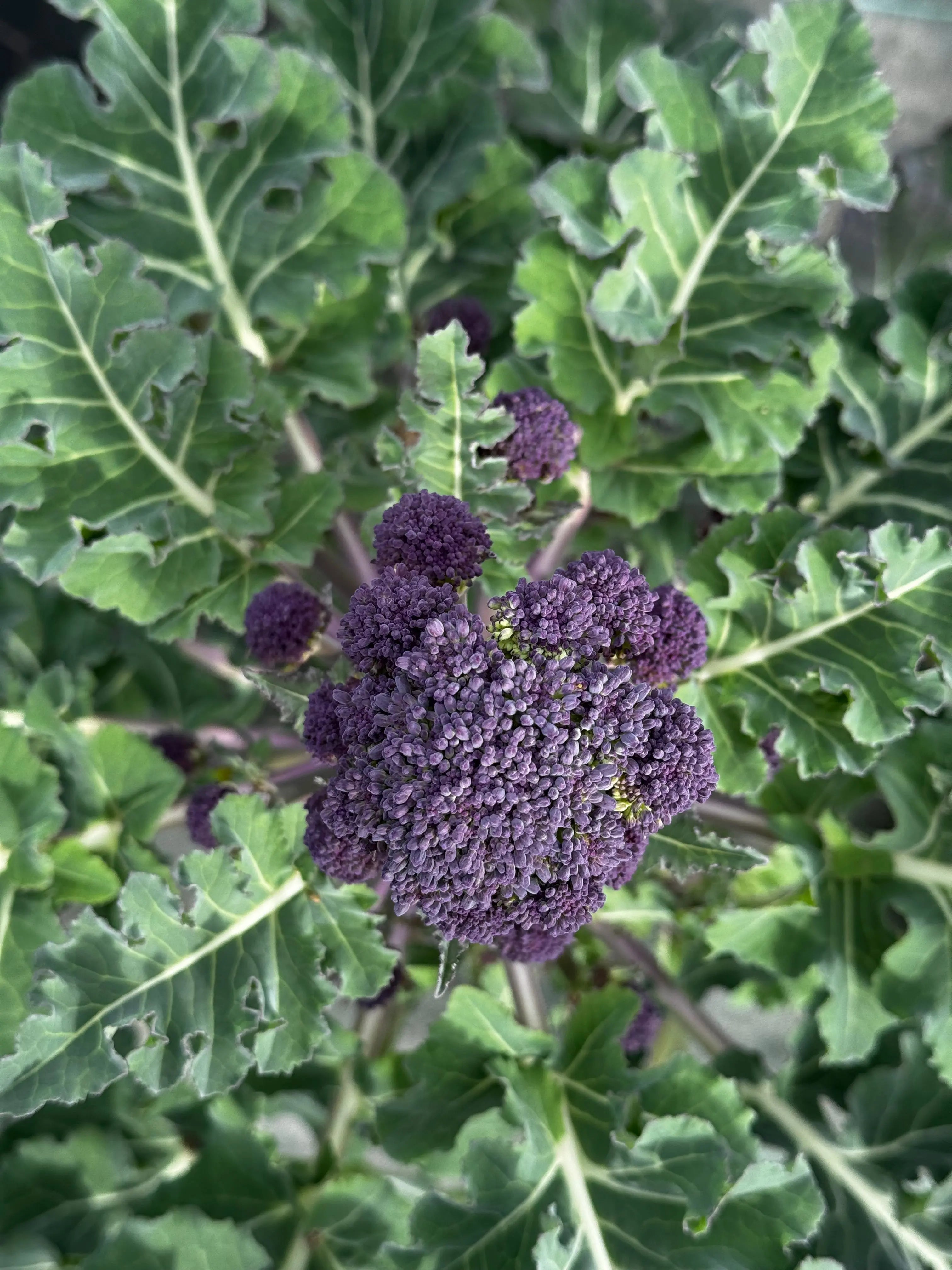 ferme-de-sainte-marthe-early-purple-sprouting-graines-brocoli-bio image 2