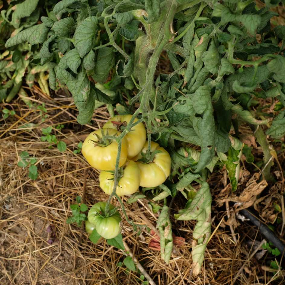 la-bo-te-graines-graines-l-gumes-tomate-beaut-blanche-bio-salade image 3