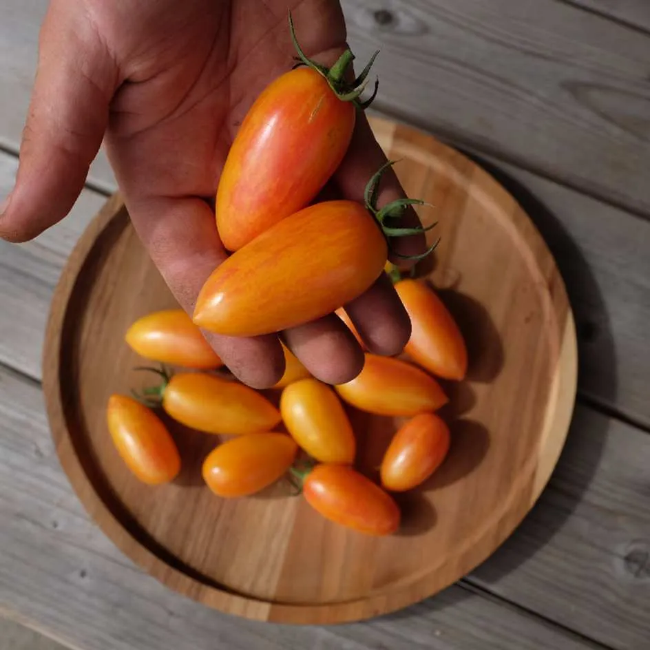 la-bo-te-graines-blush-tiger-graines-tomate-bio-fruit-e image 1