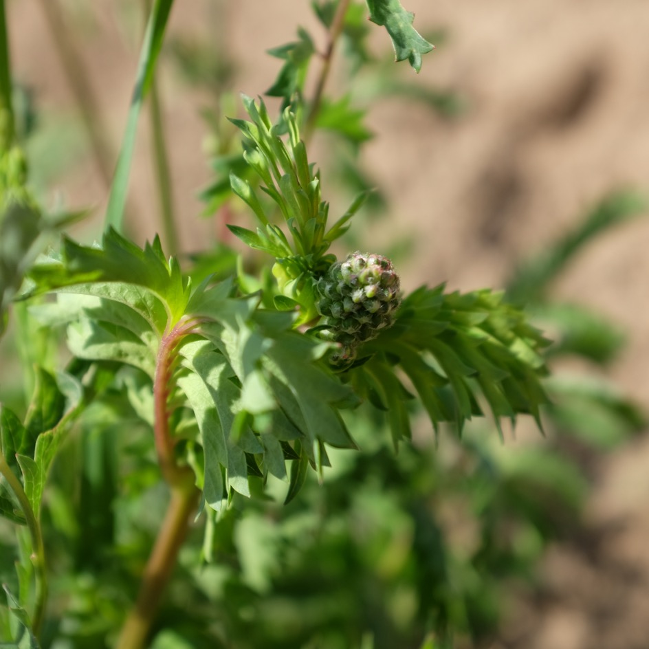 la-bo-te-graines-pimprenelle-graines-aromatiques-bio-vivace image 3
