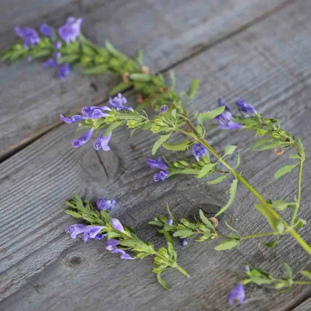 ferme-de-sainte-marthe-th-des-jardins-graines-aromatiques-bio-sachet image 1