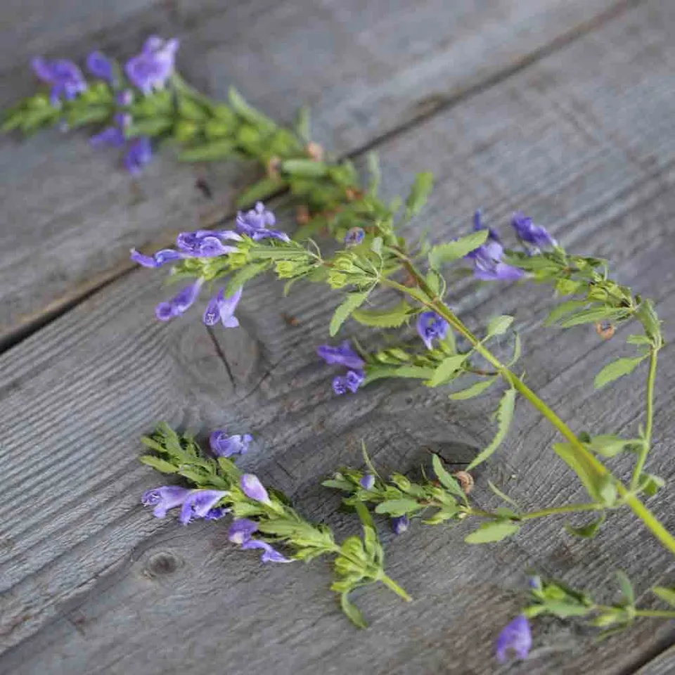 ferme-de-sainte-marthe-th-des-jardins-graines-aromatiques-bio-sachet image 1