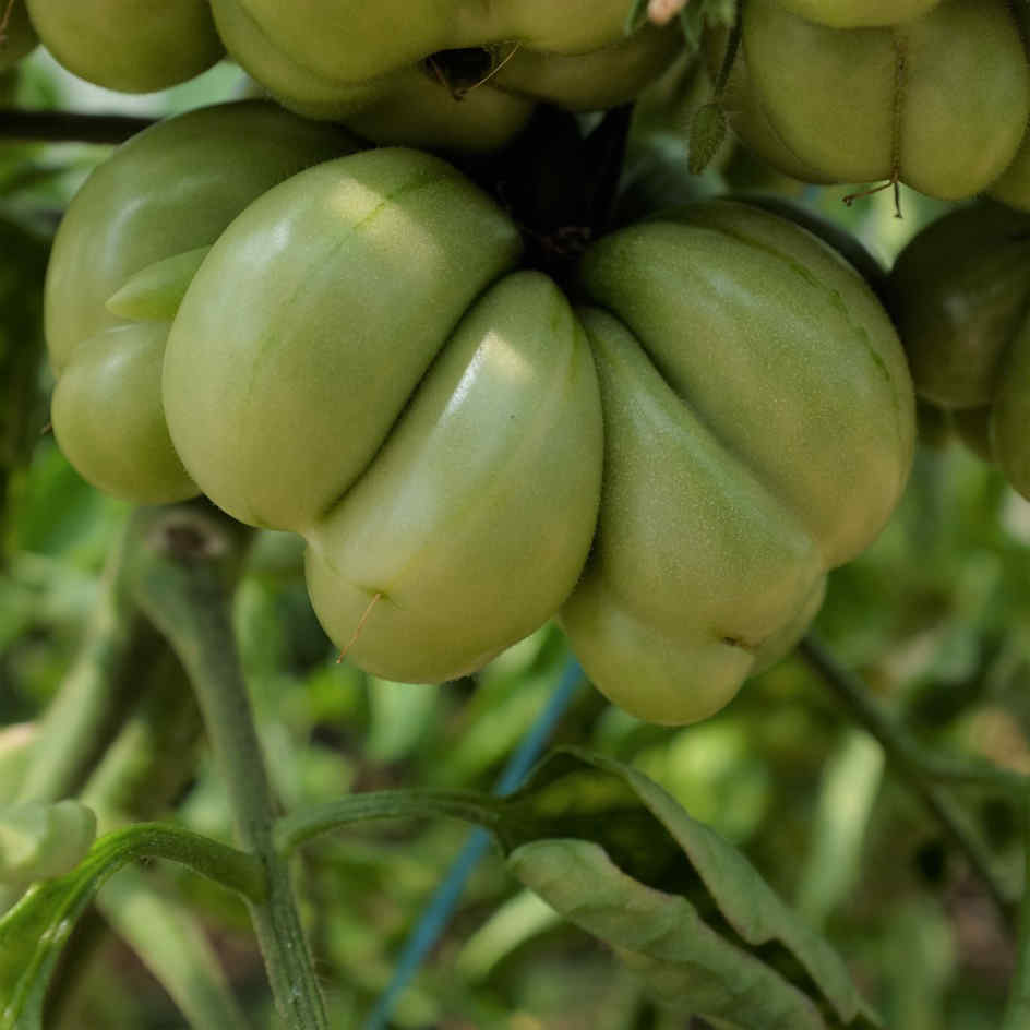 la-bo-te-graines-tomate-voyage-bio-graines-100-g image 3