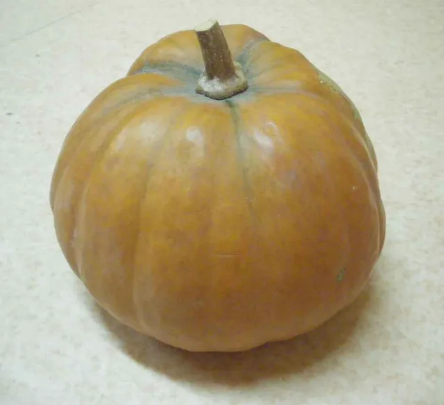 la-bo-te-graines-courge-loche-p-rou-bio-graines image 1