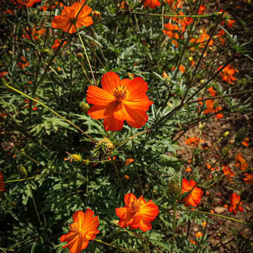 ferme-de-sainte-marthe-cosmos-sulphureus-graines-fleurs-bio image 1
