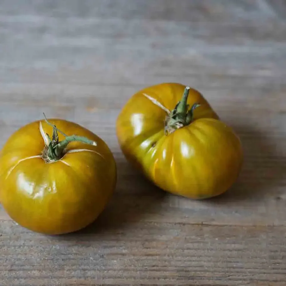 ferme-de-sainte-marthe-green-velvet-graines-de-tomates-vertes-bio image 1