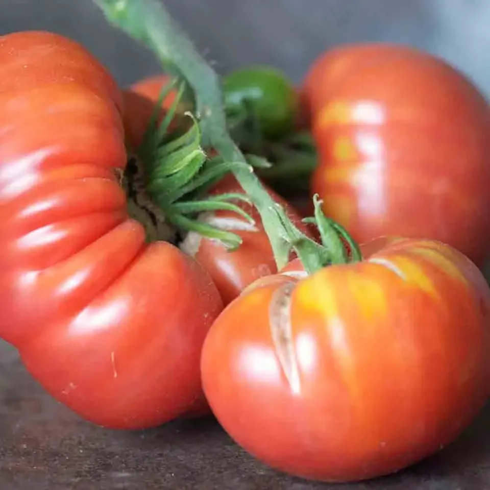 ferme-de-sainte-marthe-altaisky-graines-tomates-bio-tardive image 1