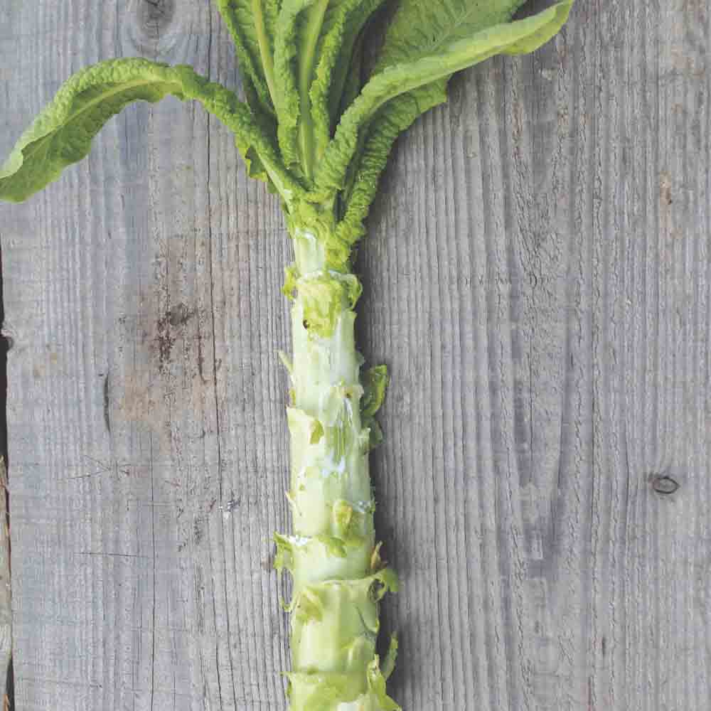 ferme-de-sainte-marthe-laitue-celtuce-asperge-graines-bio-sachet image 1