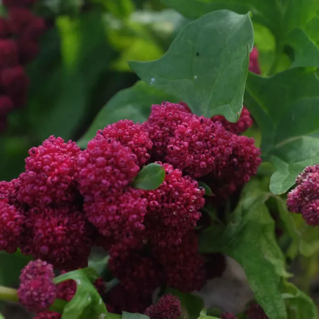 la-bo-te-graines-epinard-fraise-bio-graines-fleurs-comestible image 1