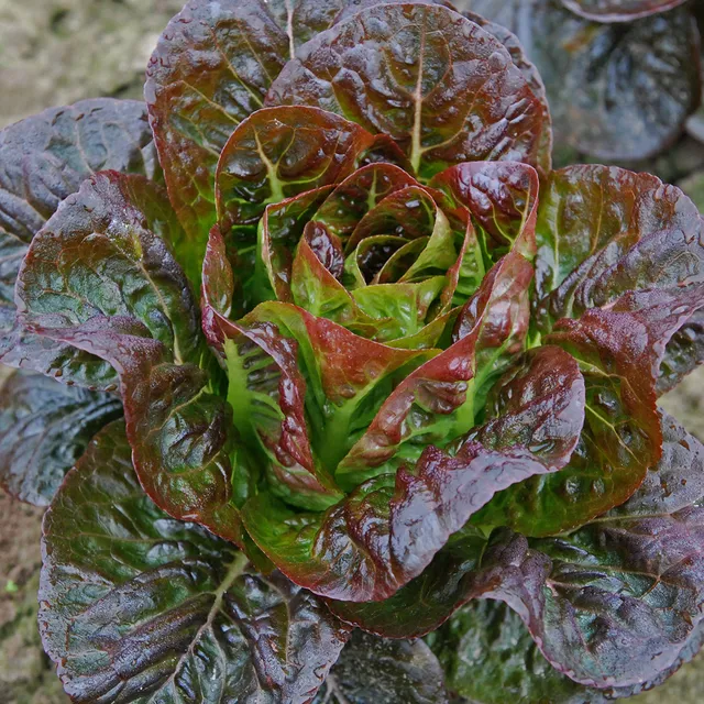 ferme-de-sainte-marthe-laitue-ovired-graines-potag-res-rouge-bio image 1