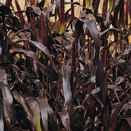 la-bo-te-graines-millet-purple-majesty-bio-graines-ornementales-pourpre image 2