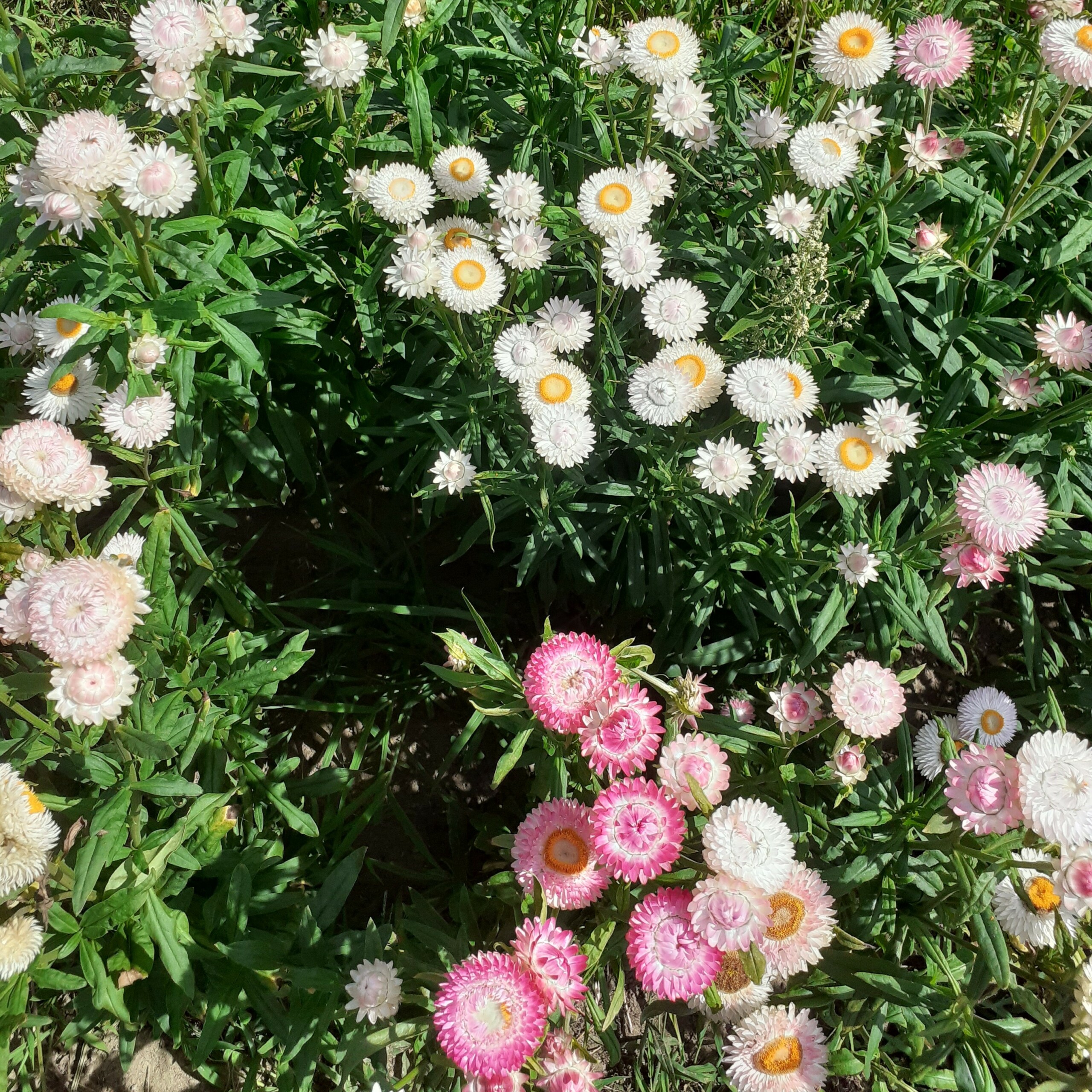la-bo-te-graines-immortelle-bract-e-m-lange-graines-fleurs-bio image 1