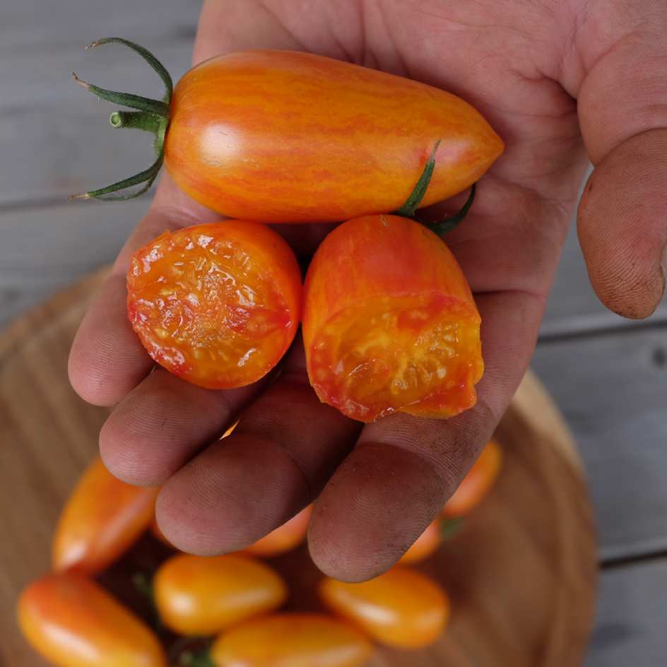 la-bo-te-graines-blush-tiger-graines-tomate-bio-fruit-e image 3