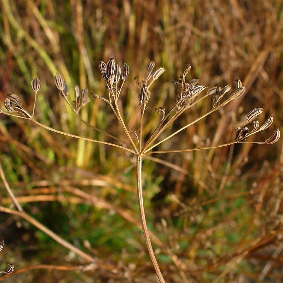 la-bo-te-graines-cumin-des-pr-s-carvi-bio-graines-aromatiques-anis image 3