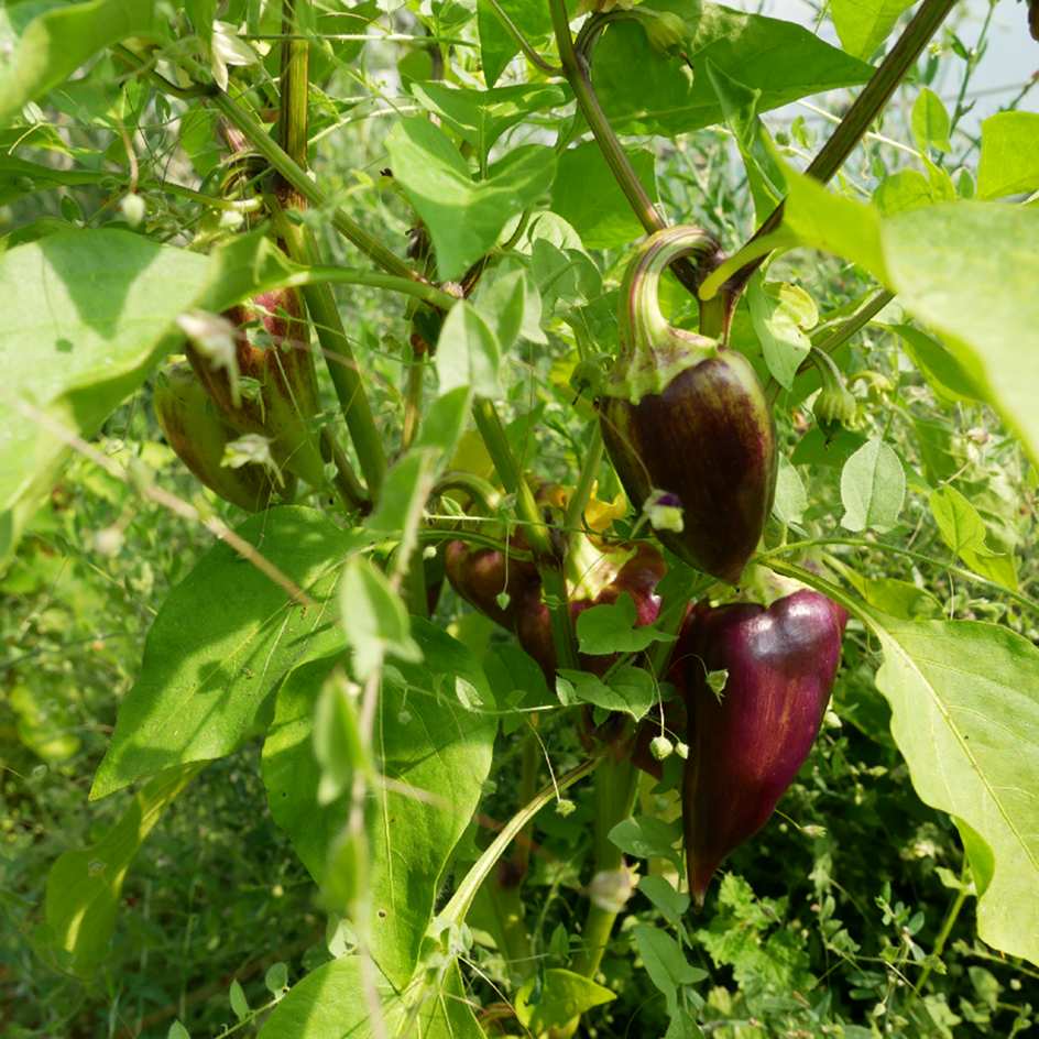 la-bo-te-graines-poivron-violet-sparckle-graines-l-gumes-bio image 1