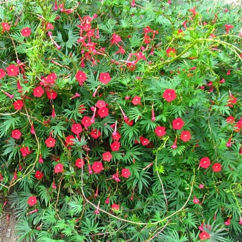 la-bo-te-graines-ipom-e-multifida-graines-fleurs-bio-rouge image 1