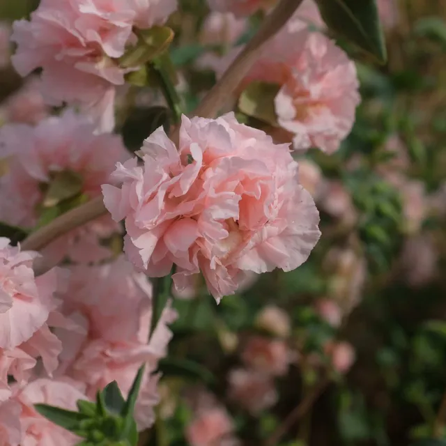 la-bo-te-graines-clarkia-appleblossom-graines-fleurs-bio-rose image 1