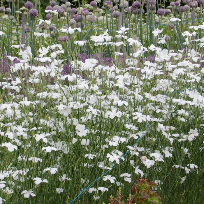 les-semences-de-l-ombelle-nielle-des-bl-s-blanche-graines-fleurs-bio image 3