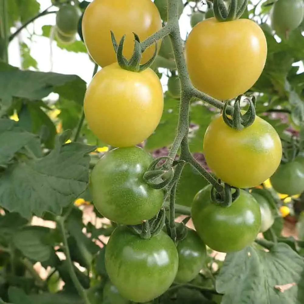 ferme-de-sainte-marthe-snowberry-graines-de-tomate-cerise-bio image 1