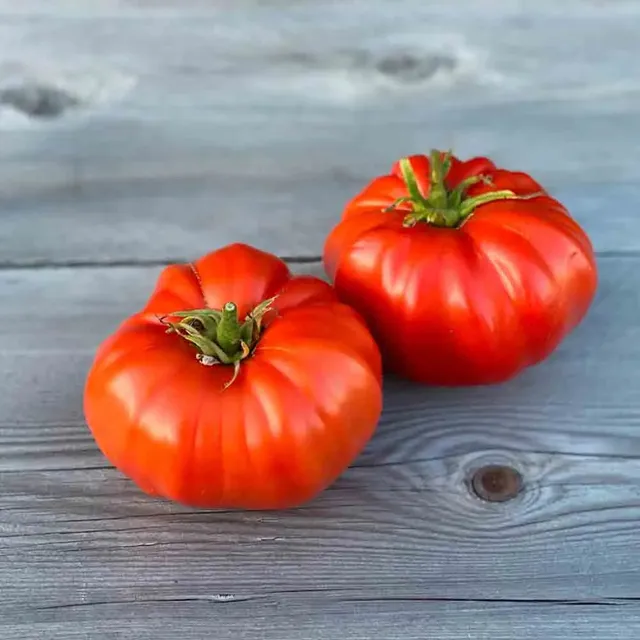 ferme-de-sainte-marthe-tomate-russe-graines-gros-fruits-sucr-s-sachet image 1