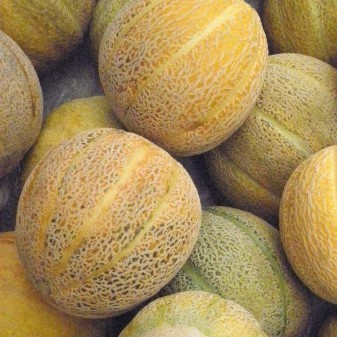 la-bo-te-graines-melon-green-nutmeg-bio-graines-melon-pr-coce image 1