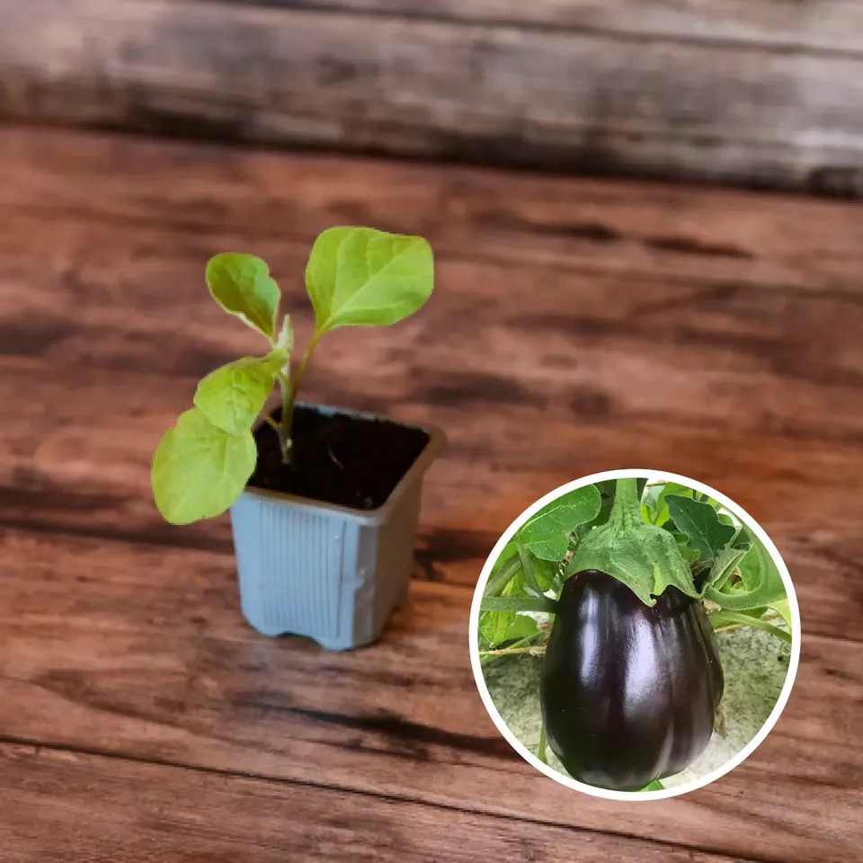 ferme-de-sainte-marthe-black-beauty-ab-plant-aubergine-bio-violet image 1