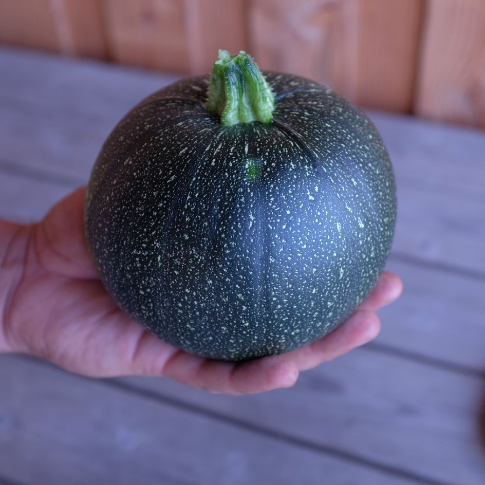la-bo-te-graines-ronde-de-piacenza-graines-courgette-bio-productive image 3
