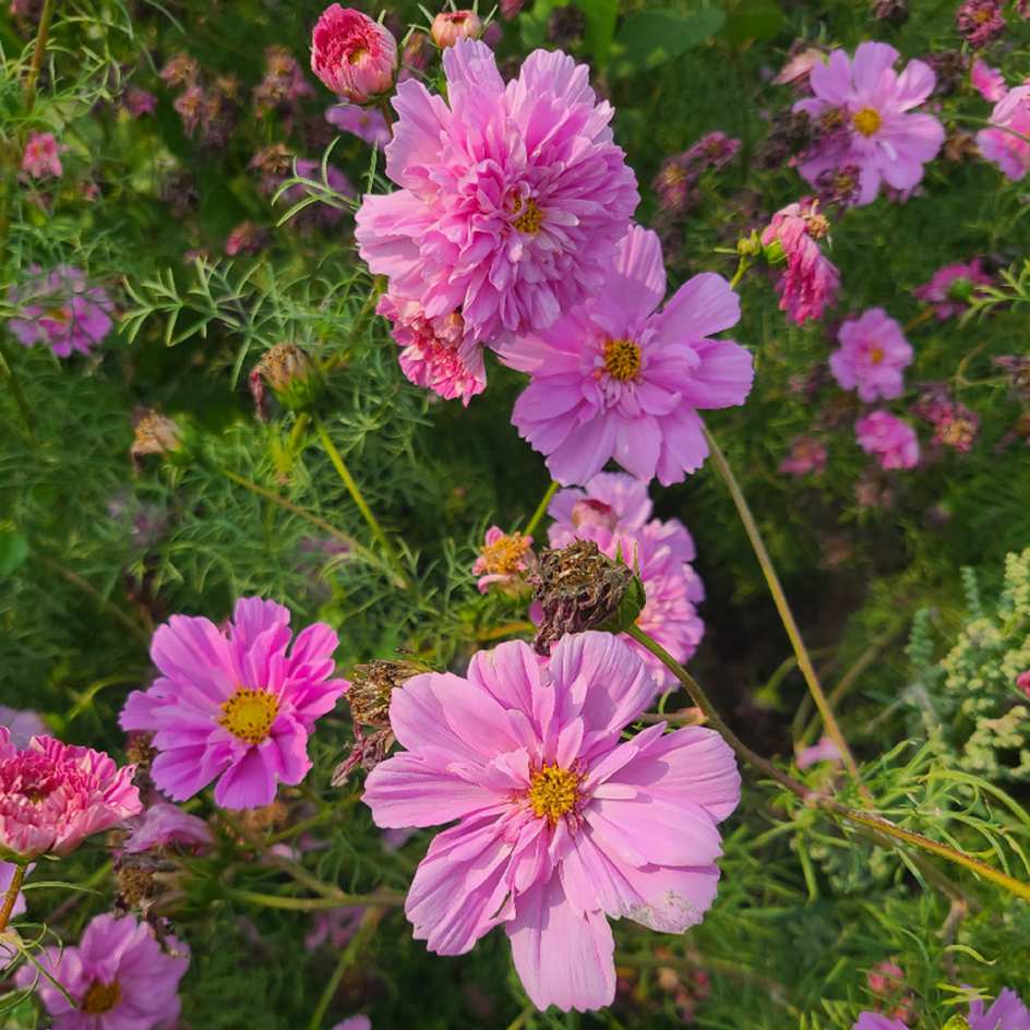 la-bo-te-graines-double-click-rose-bonbon-graines-cosmos-bio image 1