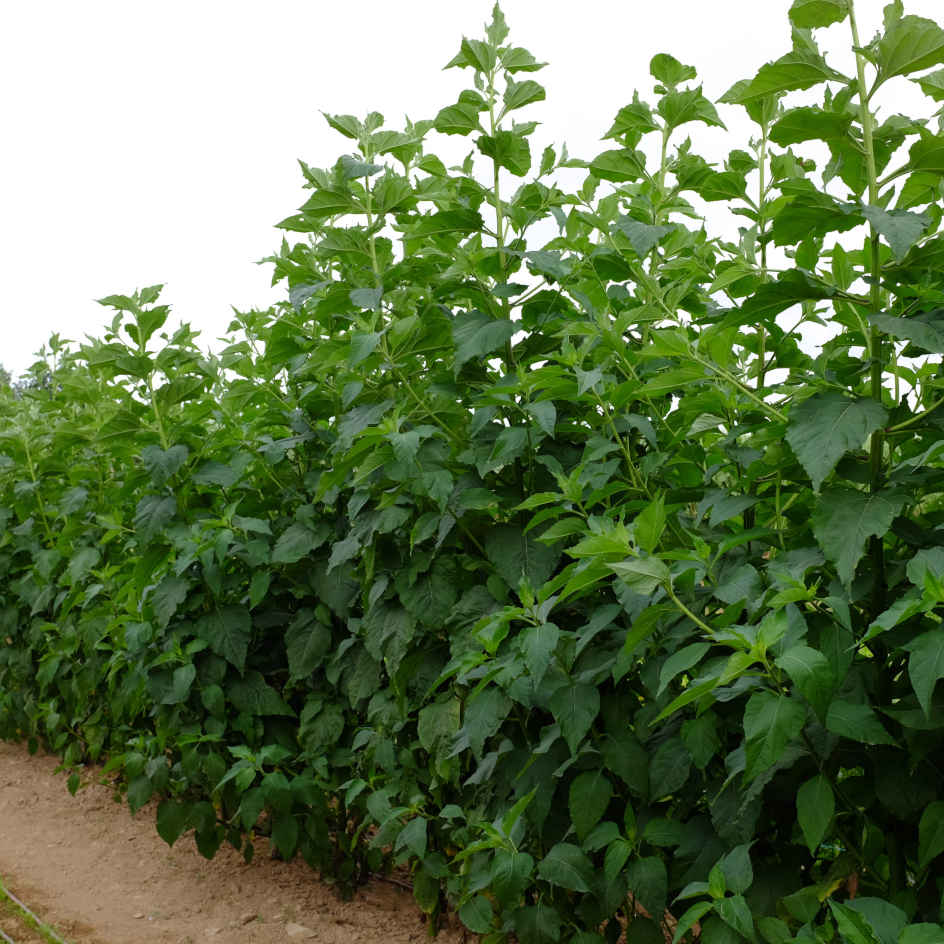 la-bo-te-graines-topinambourg-sakhalinski-blanc-graines-l-gumes-bio image 3