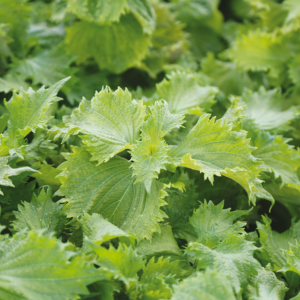 ferme-de-sainte-marthe-perilla-vert-graines-shiso-bio-aromatique image 1