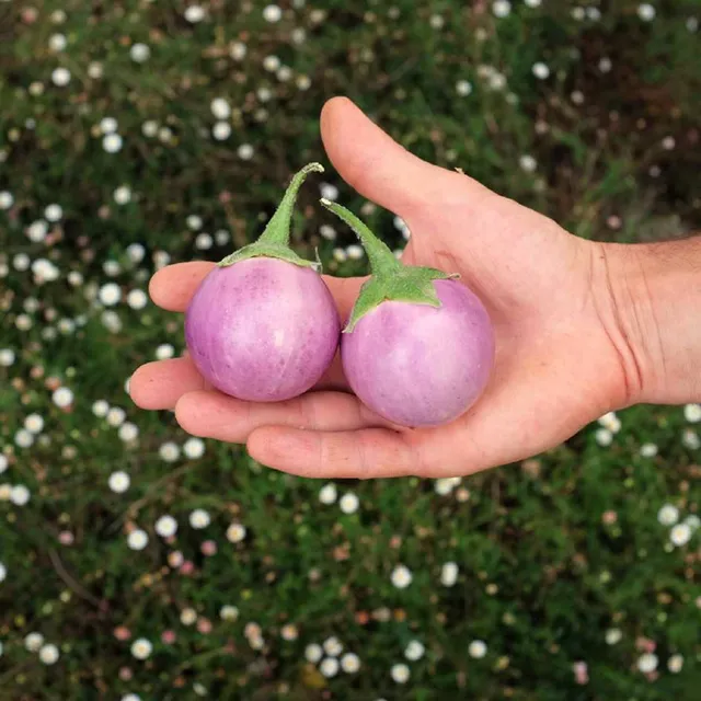 la-bo-te-graines-aubergine-lao-lavender-bio-graines-l-gumes image 1