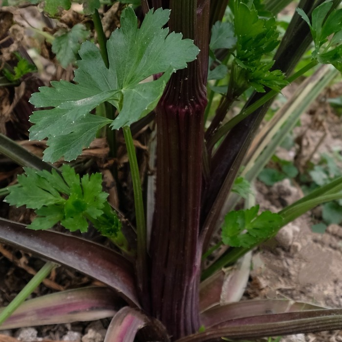 les-semences-de-l-ombelle-violet-de-touraine-graines-c-leri-bio image 1