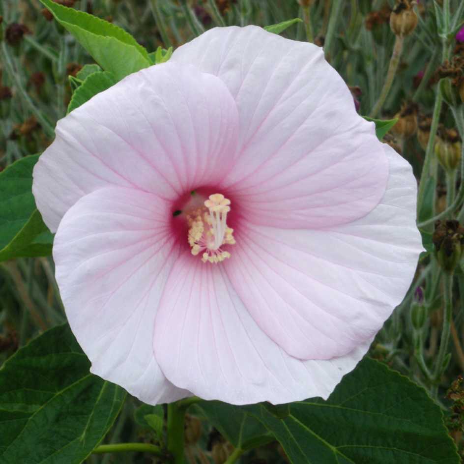 la-bo-te-graines-graines-fleurs-hibiscus-lasiocarpos-sachet-bio-rose image 2