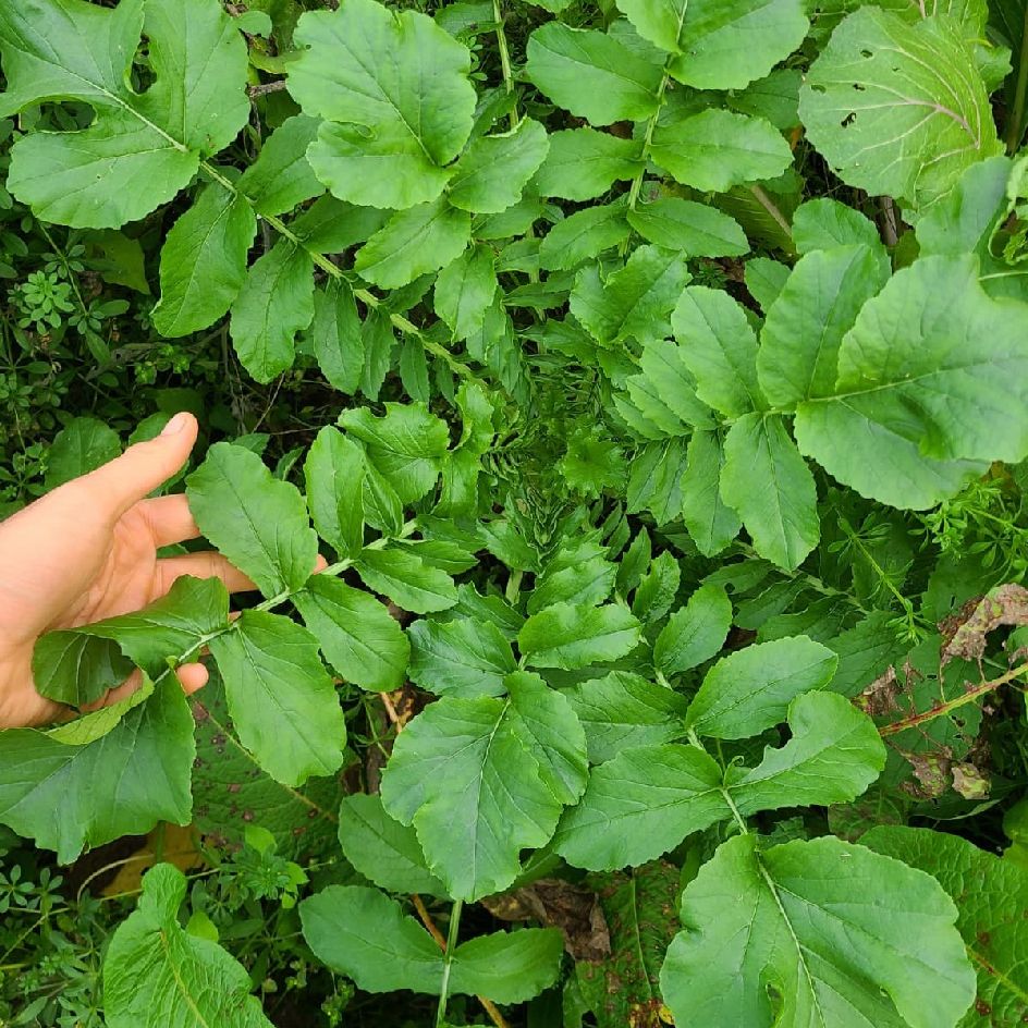 la-bo-te-graines-radis-daikon-minowase-summercross-bio-graines image 3