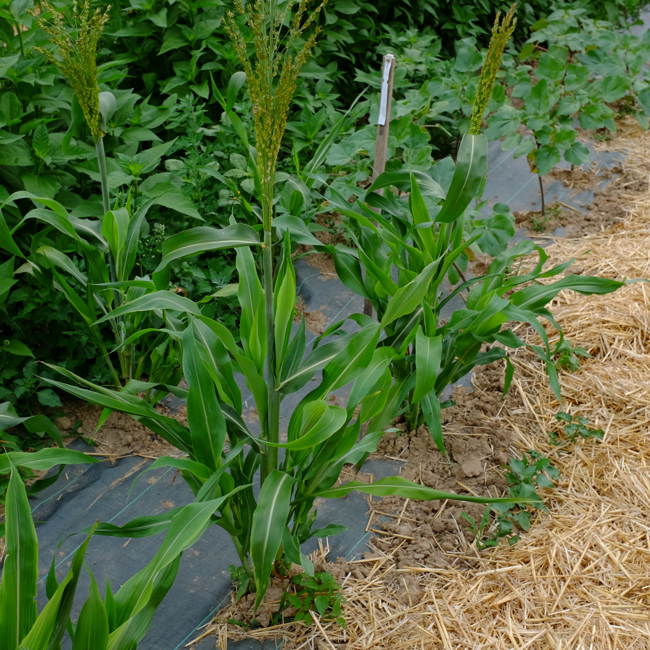 la-bo-te-graines-graines-l-gumes-sorgho-dwarf-mayo-bio-semences image 2