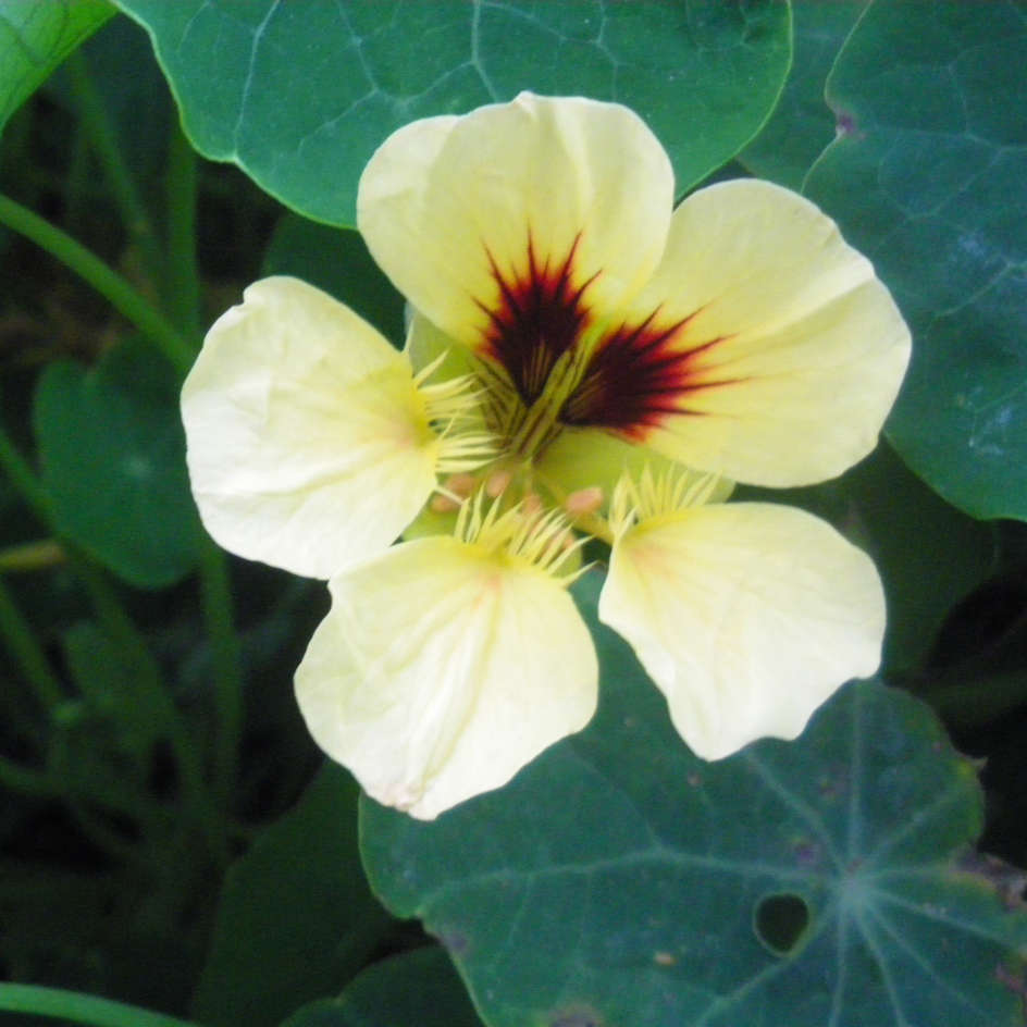 la-bo-te-graines-graines-fleurs-capucine-graines-fleurs-comestibles-bio image 2