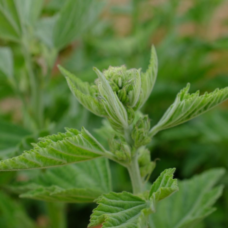 la-bo-te-graines-guimauve-officinale-graines-bio-vivace image 5