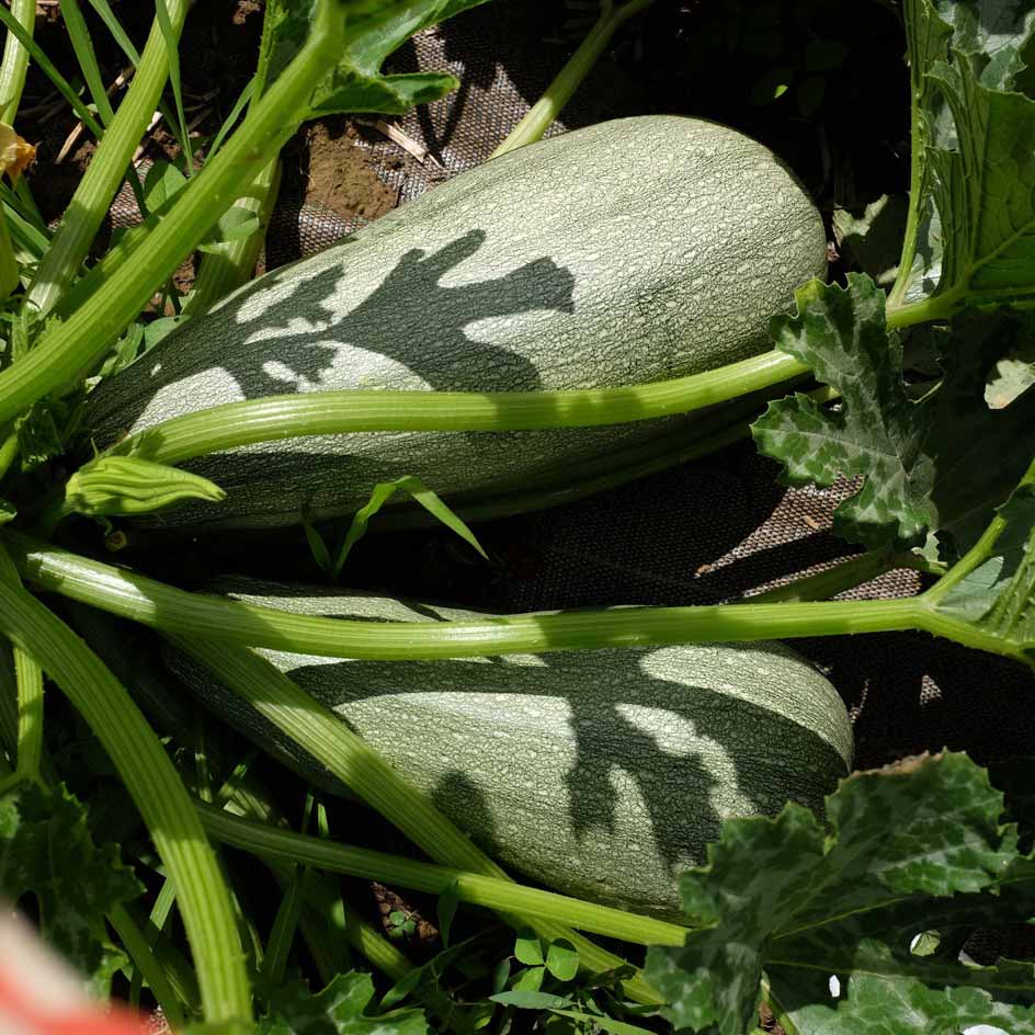 la-bo-te-graines-courgette-ortolana-di-faenza-bio-graines-fondante image 2