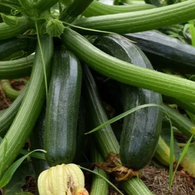 les-semences-de-l-ombelle-courgette-black-beauty-graines-bio image 1