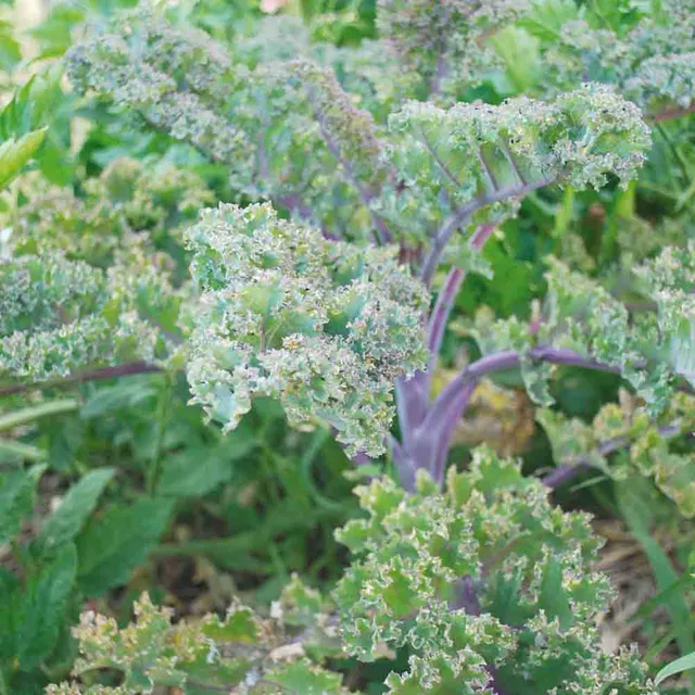 ferme-de-sainte-marthe-graines-potag-res-chou-kale-roter-grunkohl-bio image 1