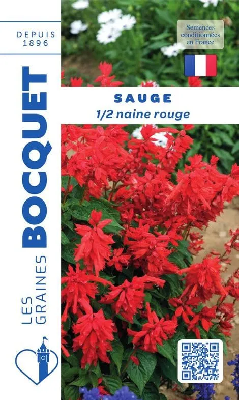 graines-bocquet-sauge-demi-naine-rouge-graines-fleurs-0-3-g-annuelle image 1