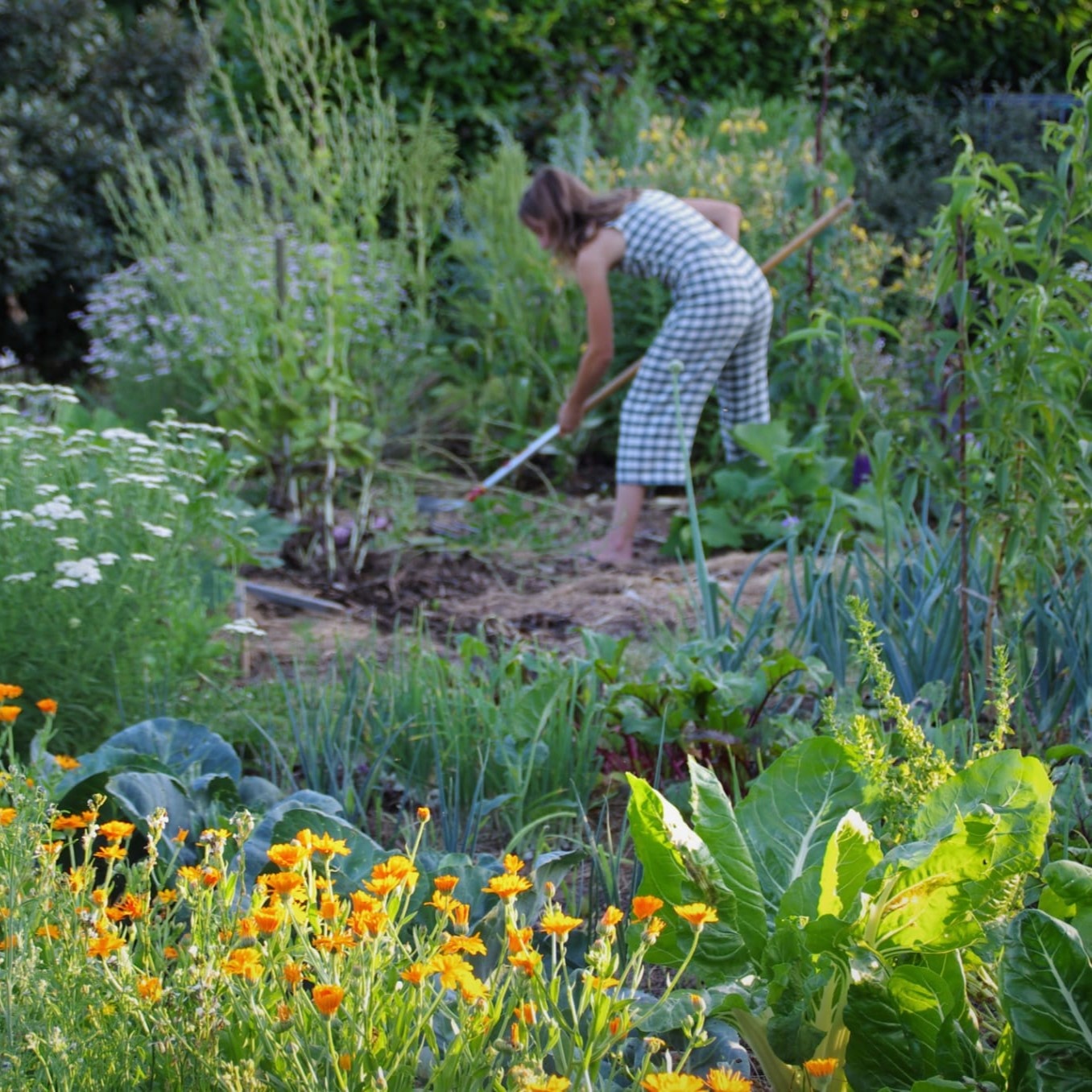 les-semences-de-l-ombelle-les-essentiels-coffret-graines-potager-bio image 1